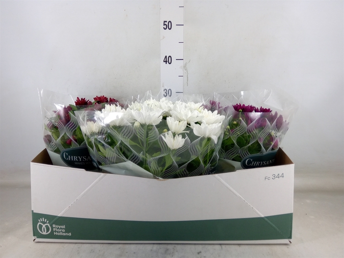 <h4>Chrysanthemum   ..mix 5</h4>
