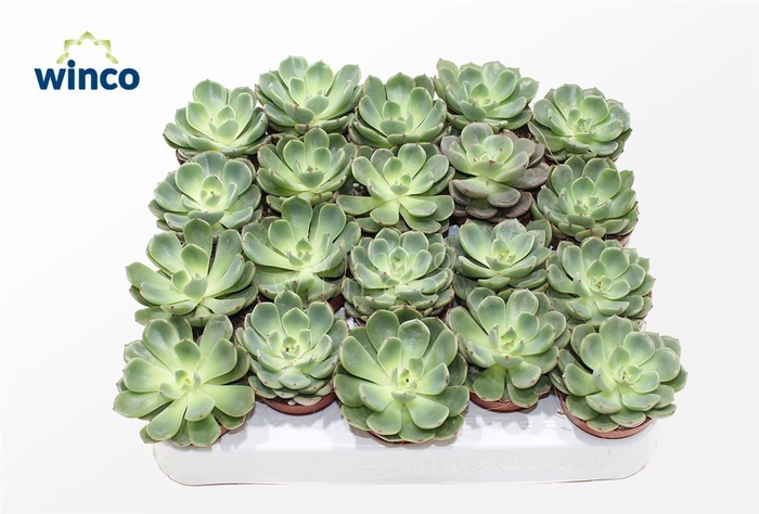 <h4>Echeveria Sitifukumiana</h4>