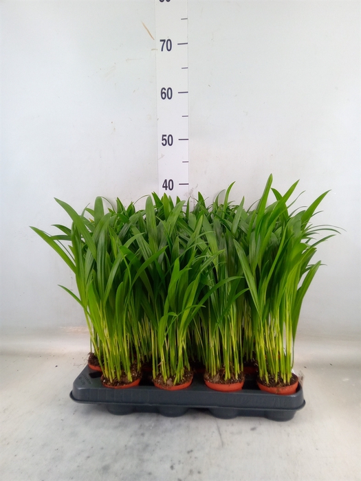 <h4>Dypsis lutescens   ...Chrysalidoca</h4>