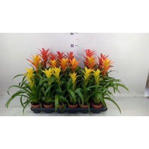 Guzmania   ...mix 3