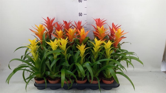 <h4>Guzmania   ...mix 3</h4>