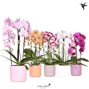 Kolibri Orchids Cascade Niagara Fall mix 2 spike in Simplicity pot mix