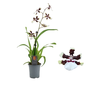 Inca Cambria Bounty 1 spike 9cm