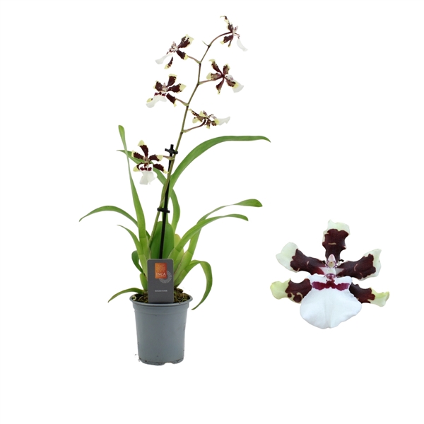 <h4>Inca Cambria Bounty 1 spike 9cm</h4>