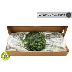 FATSIA JAPONICA BLAD