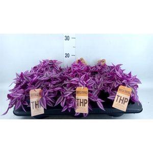 Tradescantia zebr. 'Pink Paradise'