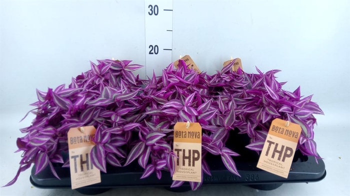 <h4>Tradescantia zebr. 'Pink Paradise'</h4>