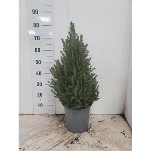 PICEA GL CONICA