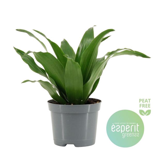 <h4>Dracaena Compacta</h4>