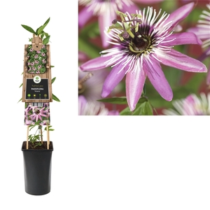 Passiflora 'Victoria' +3.0 label