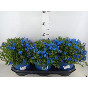 Glandora diffusa 'Heavenly Blue'