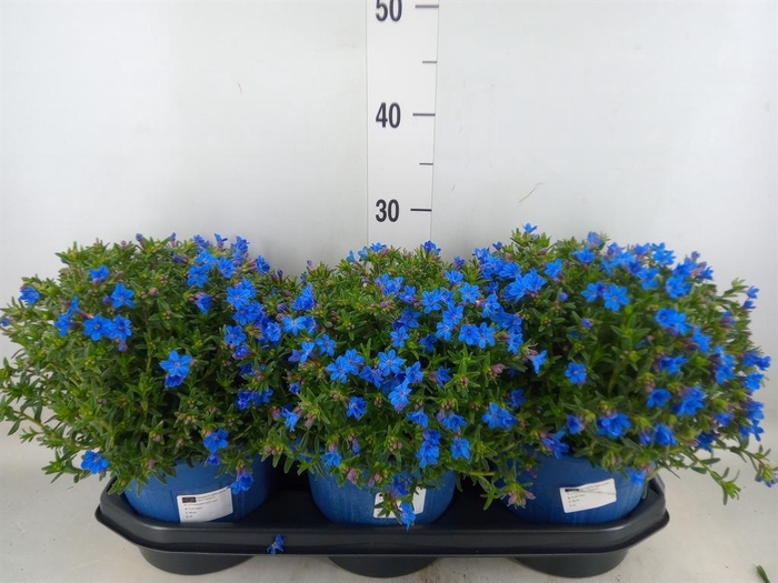 <h4>Glandora diffusa 'Heavenly Blue'</h4>