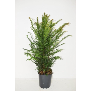 Taxus baccata 50-60 cm haag