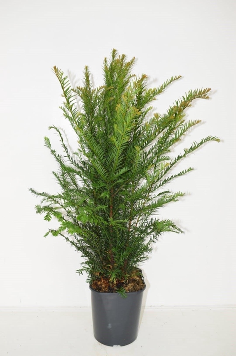 <h4>Taxus baccata 50-60 cm haag</h4>