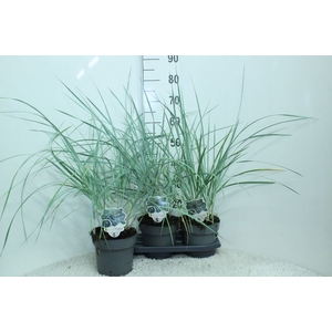 Leymus arenarius