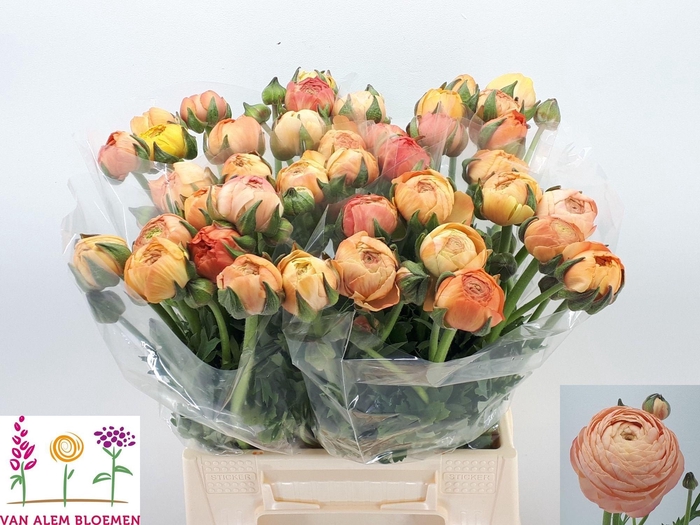 <h4>RAN AAZUR SALMON</h4>