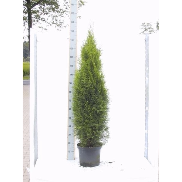 <h4>Thuja occidentalis 'Smaragd'</h4>