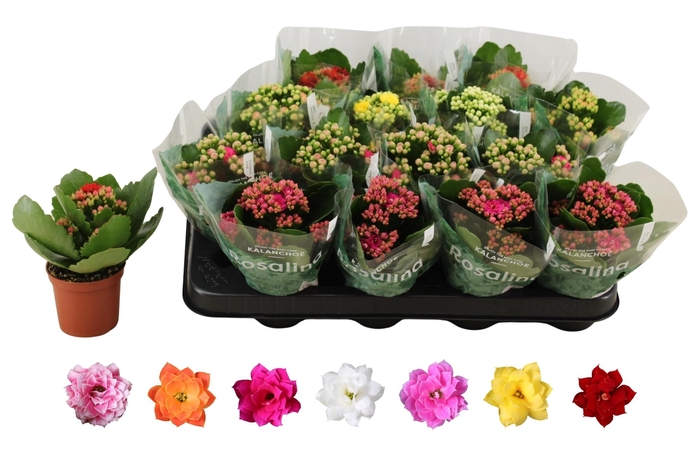 <h4>KAL GE RO GEM 6 KL</h4>