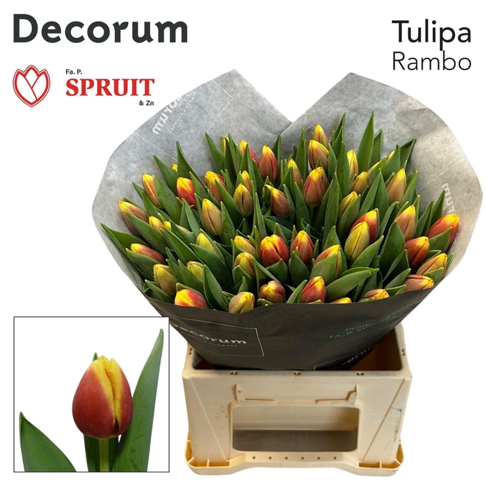 <h4>TU EN RAMBO</h4>