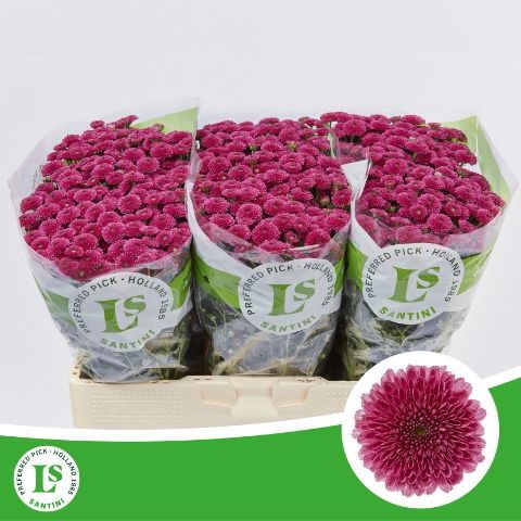 <h4>Chr San Calimero Dark PInk Landscheiding</h4>