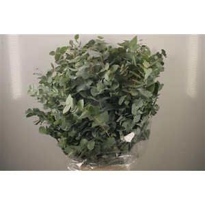 Euc Cinerea Per Bunch 400 Gram S U P E R