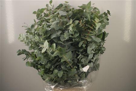 <h4>Euc Cinerea Per Bunch 400 Gram S U P E R</h4>