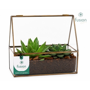 Glazen terrarium mini garden met Succulenten