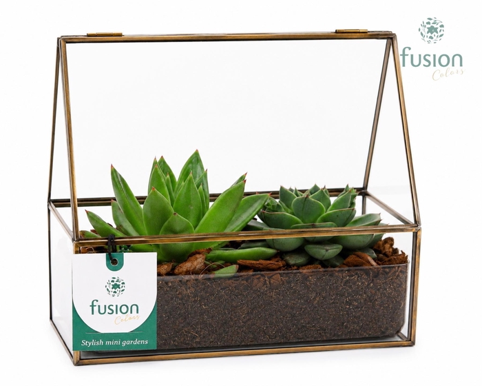 <h4>Glazen terrarium mini garden met Succulenten</h4>