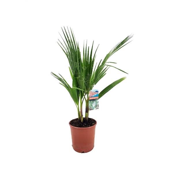 <h4>Washingtonia robusta</h4>