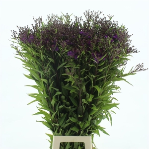 Vernonia Mammuth