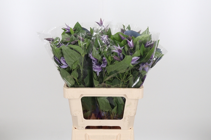 <h4>Clem Star River Lavendel</h4>
