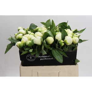 Paeonia Lact. Bridal  Shower