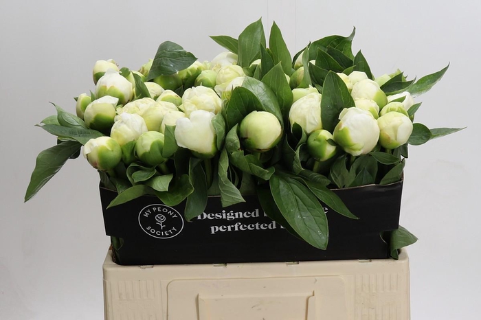 <h4>Paeonia Lact. Bridal  Shower</h4>