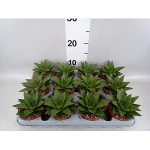 Gasteria