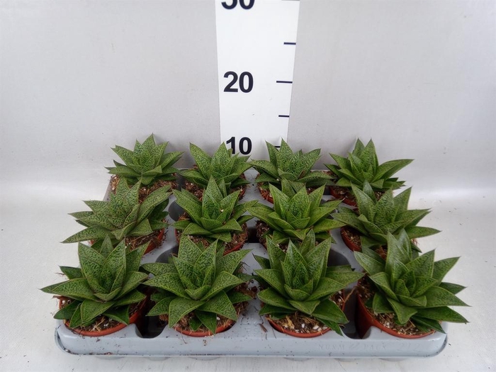 <h4>Gasteria</h4>