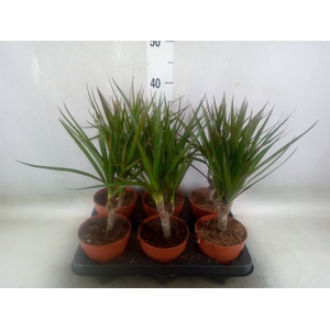 Dracaena marg.