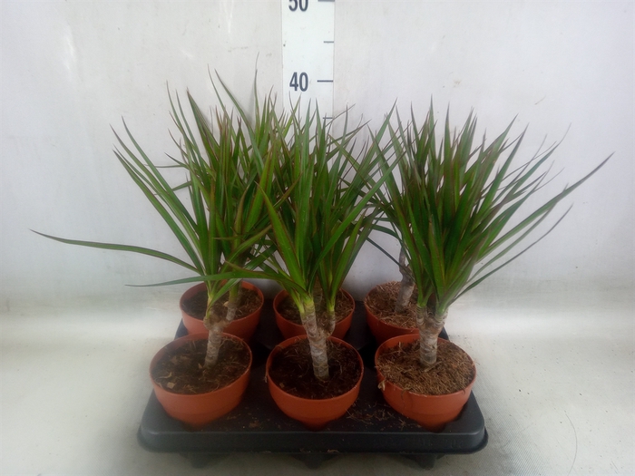 <h4>Dracaena marg.</h4>