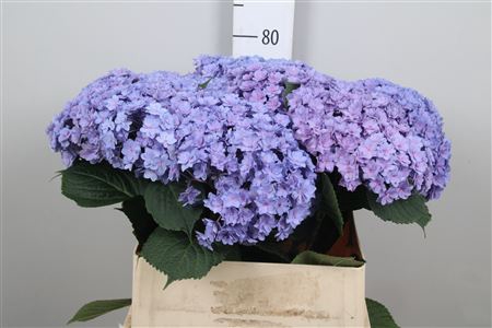 <h4>Hydr M Beau Luxor Bl</h4>