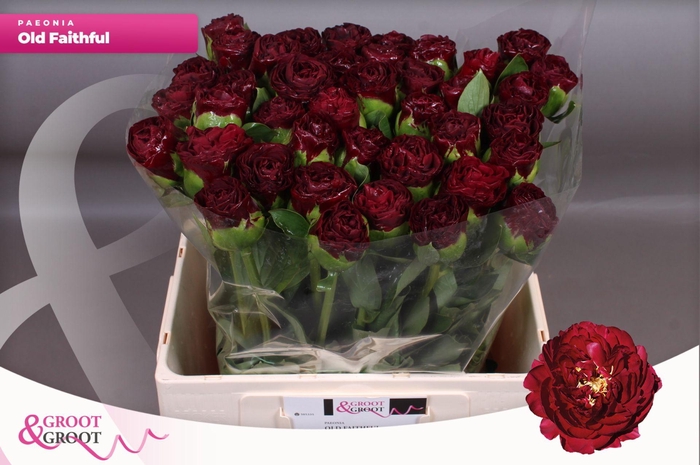 <h4>Paeonia Ole Faithful | Heavy Quality</h4>