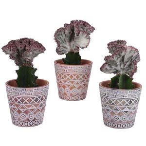 Euphorbia Lactea Ø12cm in Ø14cm Ceramic Pot Maya