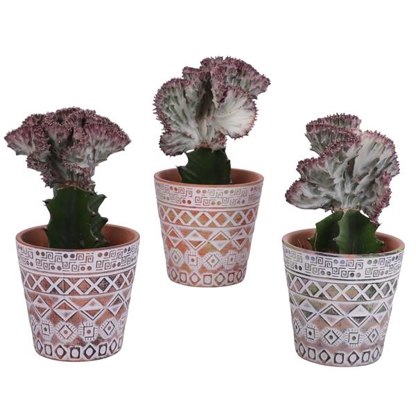 <h4>Euphorbia Lactea Ø12cm in Ø14cm Ceramic Pot Maya</h4>