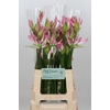 Nerine Bicolor Lipstick