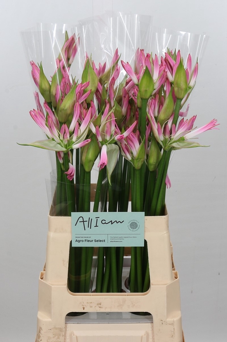 Nerine Bicolor Lipstick