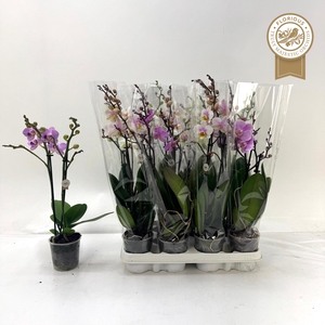 PHAL GEM