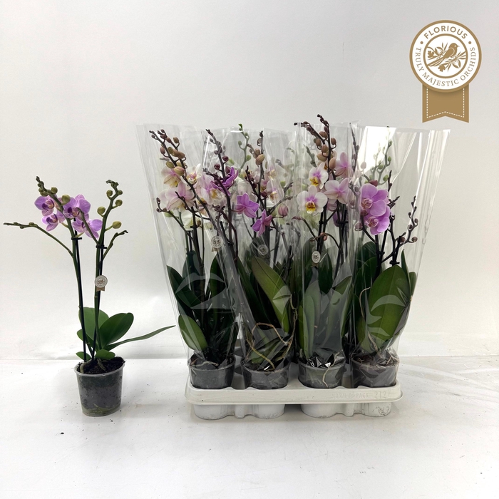 <h4>PHAL GEM</h4>