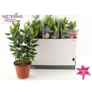 LIL OR SUN MARTINIQU