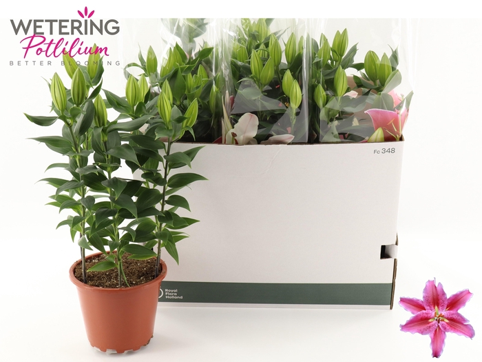 <h4>LIL OR SUN MARTINIQU</h4>