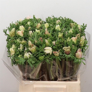 Anem Mistral Sr White Extra