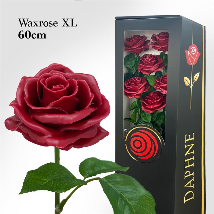 <h4>Wax Rose Xl Wine Red 60cm</h4>