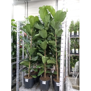 Ficus lyrata